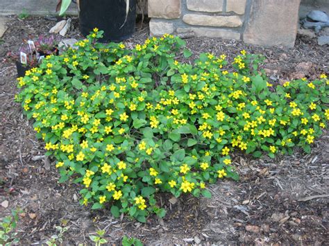 What To Plant On A Steep Slope For Ground Cover Rona Mantar