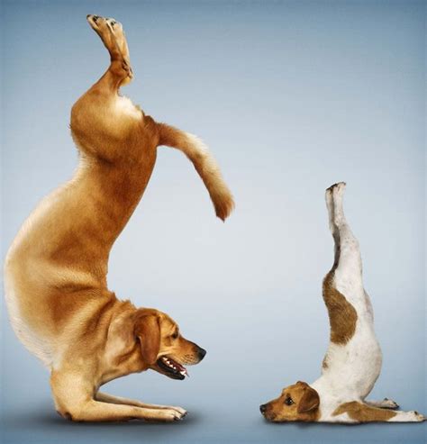 Yoga For Dogs Posing Pets Demonstrate The Ruff Guide To