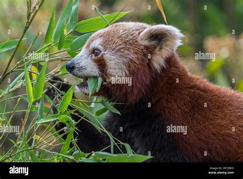 Red Panda Lesser Panda Ailurus Fulgens Native To The Eastern