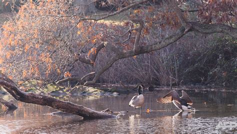 Canadian geese. | Canadian goose, Goose, Canadian
