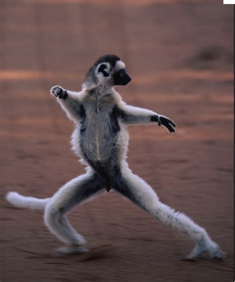 Balletic Lemur Animals Pinterest Lemurs And Ninjas