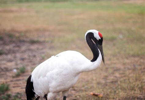 China National Bird The Red Crowned Crane