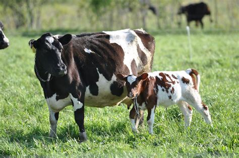 Calf Rearing An Advanced Course Cornell Small Farms Cow Calf