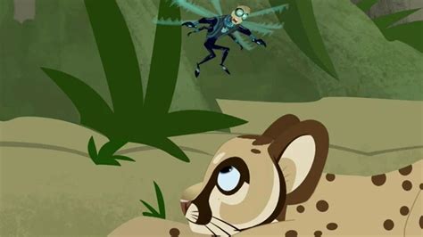 Wild Kratts Search For The Florida Panther On Pbs Wisconsin