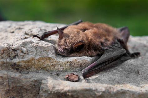 Bat The Canadian Encyclopedia