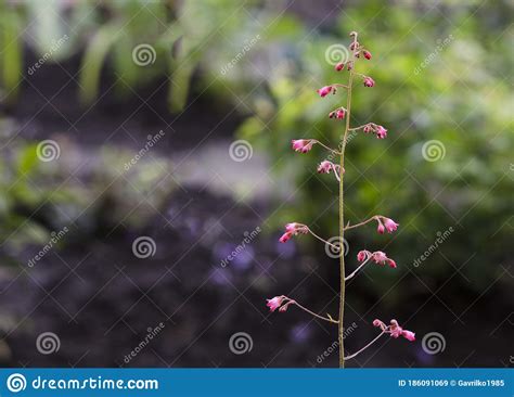 Plantas Sem Flores Com Flores Vermelhas Imagem De Stock Imagem De