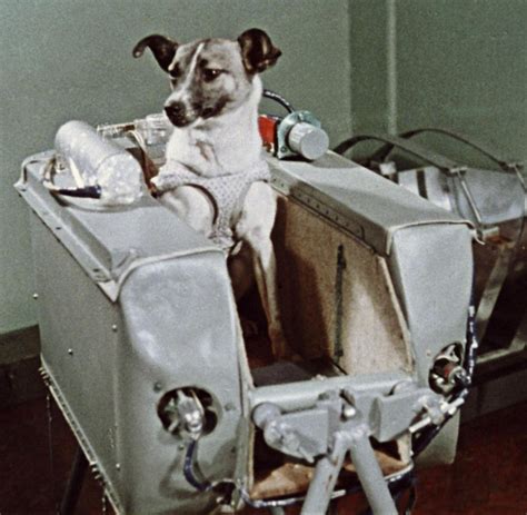 60 Years Ago Today Laika The Cosmonaut Dog World Air Sports Federation