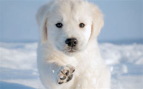 Download Wallpapers Labrador Retriever Little White Puppy Cute