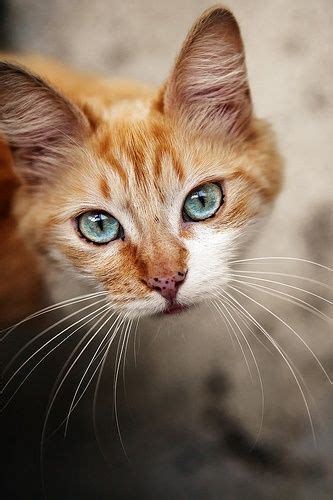 Orange Cat With Bright Turquoise Eyes Posted Via