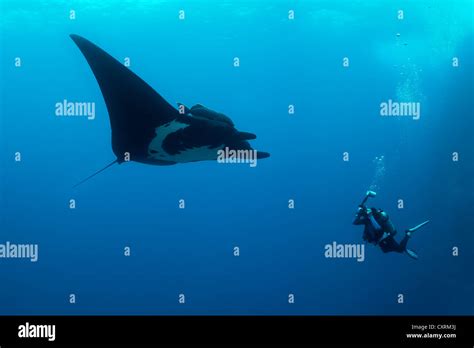 Scuba Diver Underwater Photographer Taking Pictures Of Giant Oceanic