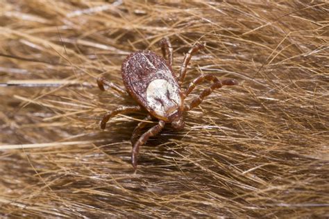 Ticks In Washington State Cascade Pest Control