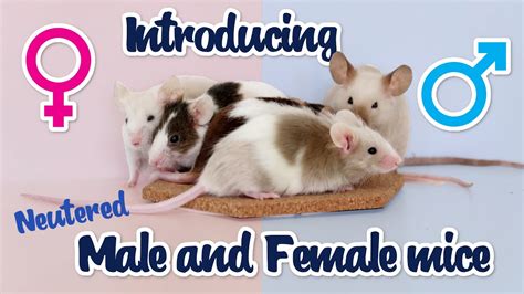 Introducing A Neutered Male Mouse To Female Mice Youtube