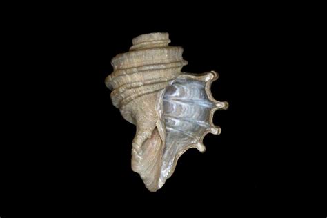 Maryland State Fossil Shell Sea Snail Gastropod Ecphora Ga Flickr
