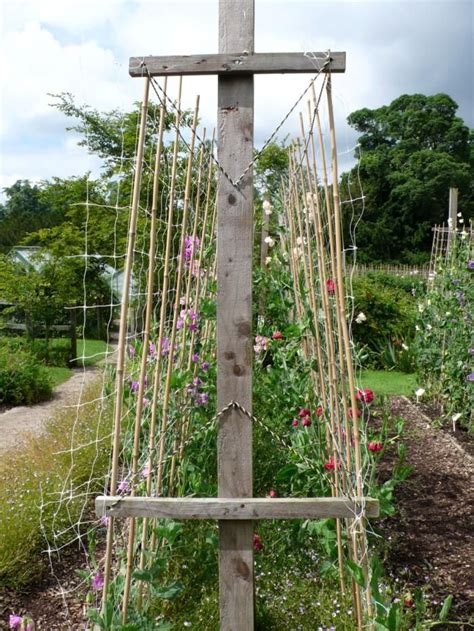 Sweet Pea Trellis Ideas Thuem Garden Plant
