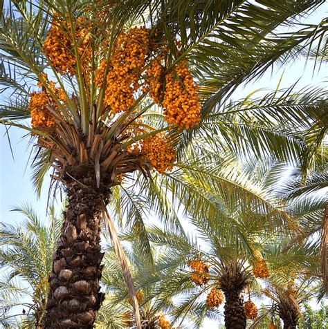 720p Free Download Date Palms Date Date Palm Dates Trees Sweet