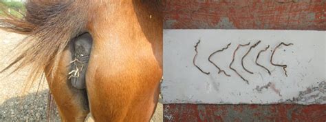 This Abused Pony Was Wired Shut To Keep Her From Mating Animal Rahat