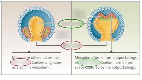 Coelom Formation Diagram Quizlet