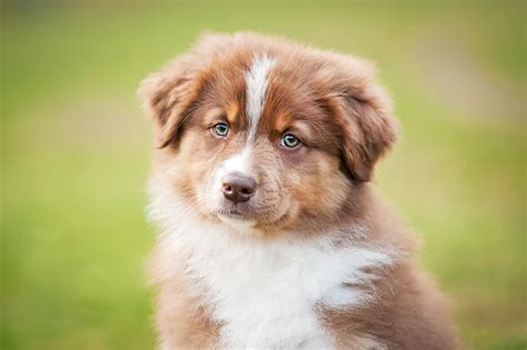 Dogs age must faster than. Australian Shepherd Puppies For Sale