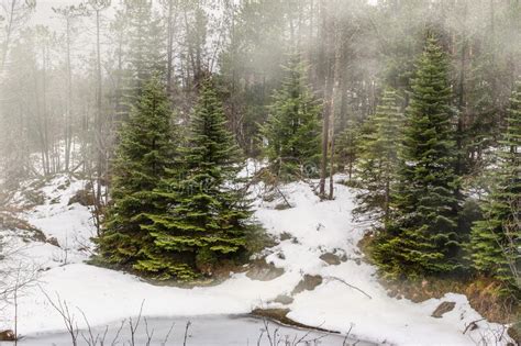 Beautiful Pine Tree Forest Winter Landscape With With Fog And Snow