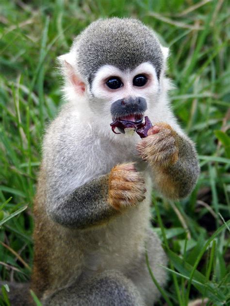 Is This Edible I Am Just A Baby Squirrel Monkey Photograph By Laurel