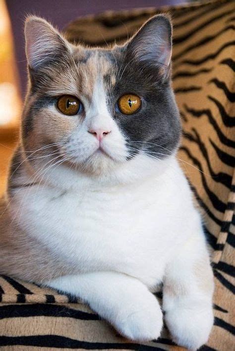 Beautiful Deluded Calicoer Diluted Calico British Shorthair