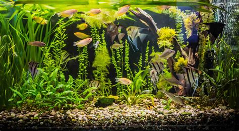 Best Fish For A 55 Gallon Tank 10 Awesome Species