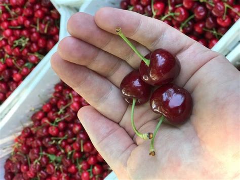 More And More Off Season Cherries Make Way Into North America