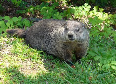 Groundhog, (marmota monax), one of 14 species of marmots (marmota), considered basically a it is sometimes destructive to gardens and pasturelands. Groundhog Trapping and Removal - Westchester County, NY ...
