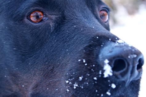 Fotos Gratis Perrito Perro Azul Negro De Cerca Nariz Hocico