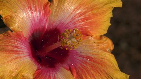 May 15, 2021 · the task of identifying what an image represents is called image classification.an image classification model is trained to recognize various classes of images. Flower Video - YouTube