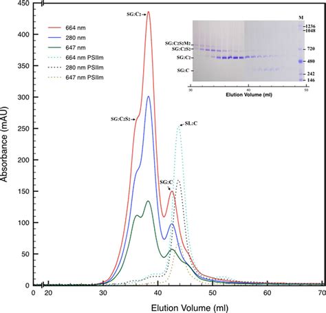 Size Exclusion Chromatography Of The Psii Pool Isolated From Sg