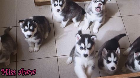 Cute Husky Puppies First Time Howling And Barking Youtube