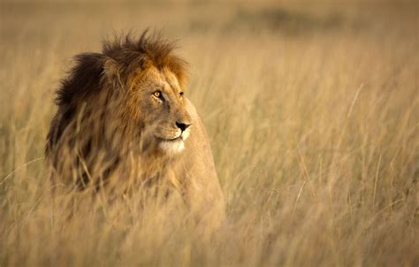 Often Known As The ‘king Of The Jungle Most Lions Actually Live In