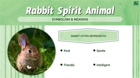 Rabbit Spirit Animal Symbolism And Meaning A Z Animals