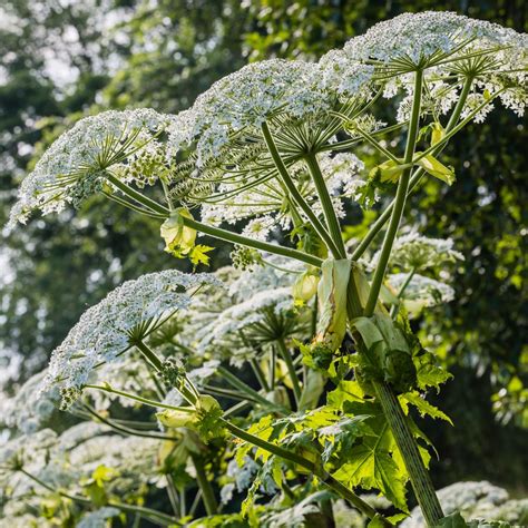 Giant Hogweed Guide How To Identify It And How It Causes Burns