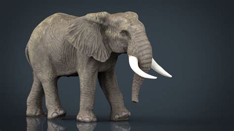 D Model African Elephant Vr Ar Low Poly Cgtrader