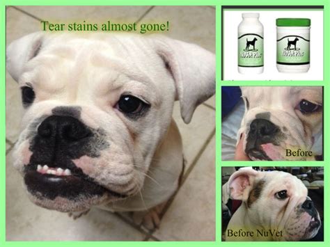 English Bulldog Tear Stains French Bulldog Tear Stains Tips For