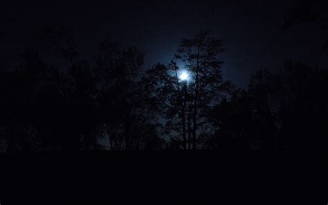 Free Download Dark Forests At Night Nature Trees Dark Night Forest Moon