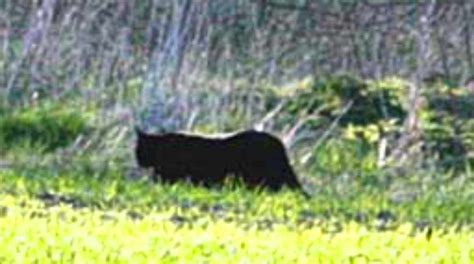 Big Cat Photographed Near Duffus Castle Scotland Cryptoworld