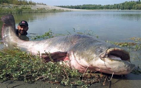 What Is The Worlds Largest Catfish Ever Caught
