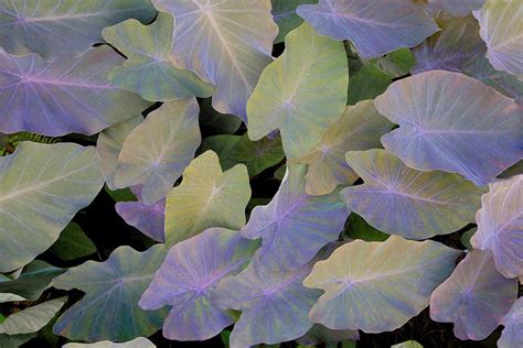 Pastel Leaves Photograph By James Steele Fine Art America