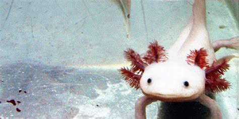 Video Laxolotl Cet Amphibien Aux Pouvoirs Fous Qui Pourrait Nous Soigner