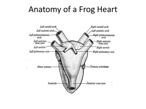 Ppt Frog Body Parts And Functions Powerpoint Presentation Id1266919