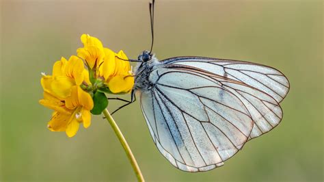 Light White Brown Stripes Butterfly On Yellow Flower Hd