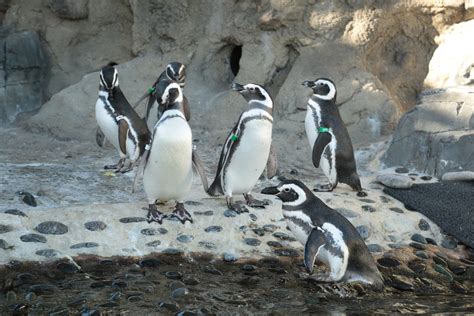 The Penguins Of Madagascar And Aquarium Of The Pacific Giveaway