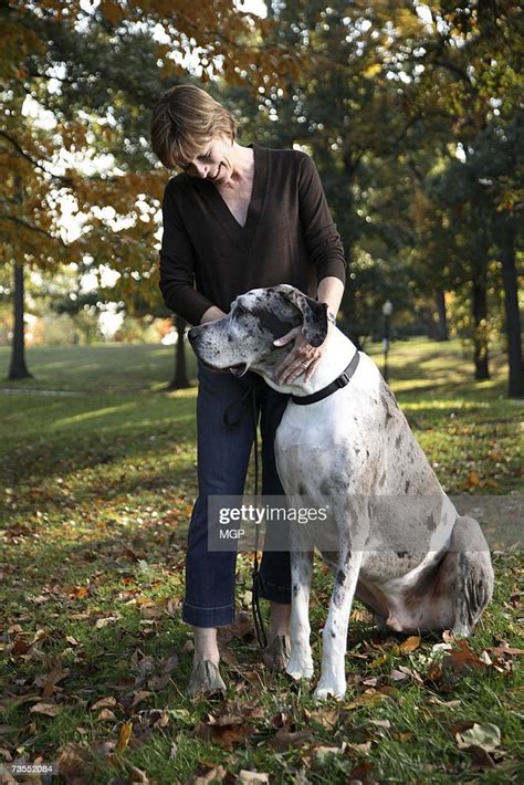 Mature Woman Patting Great Dane In Park High Res Stock Photo Getty Images