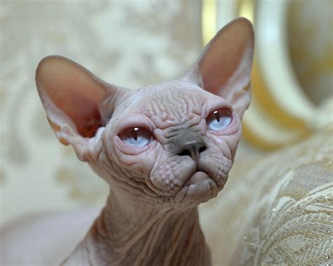 Egyptian Hairless Cat Breeds Pets Lovers