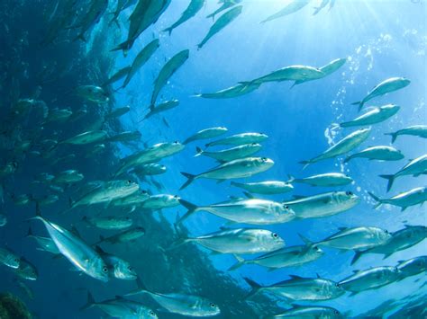 World Missing Out On Nutrition Due To Overfishing Fmcg Business
