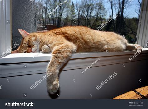 Tabby Cat Sleeping On Window Ledge Stock Photo 18274408 Shutterstock