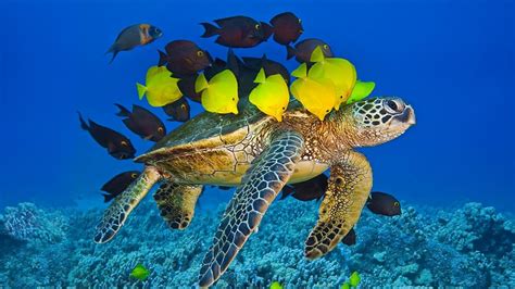 Sea Turtle Fish Wallpaper 1366x768 14158